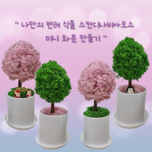마이제이디